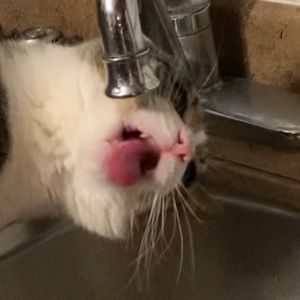 Meet your Posher, Carmen